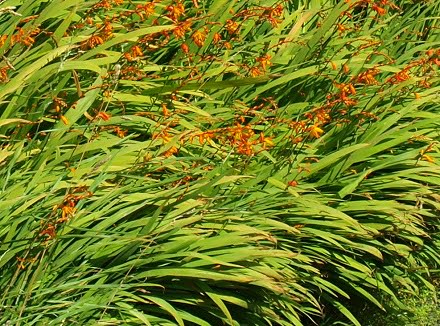 Montbretia credit-AECOM resized-440-and-cropped